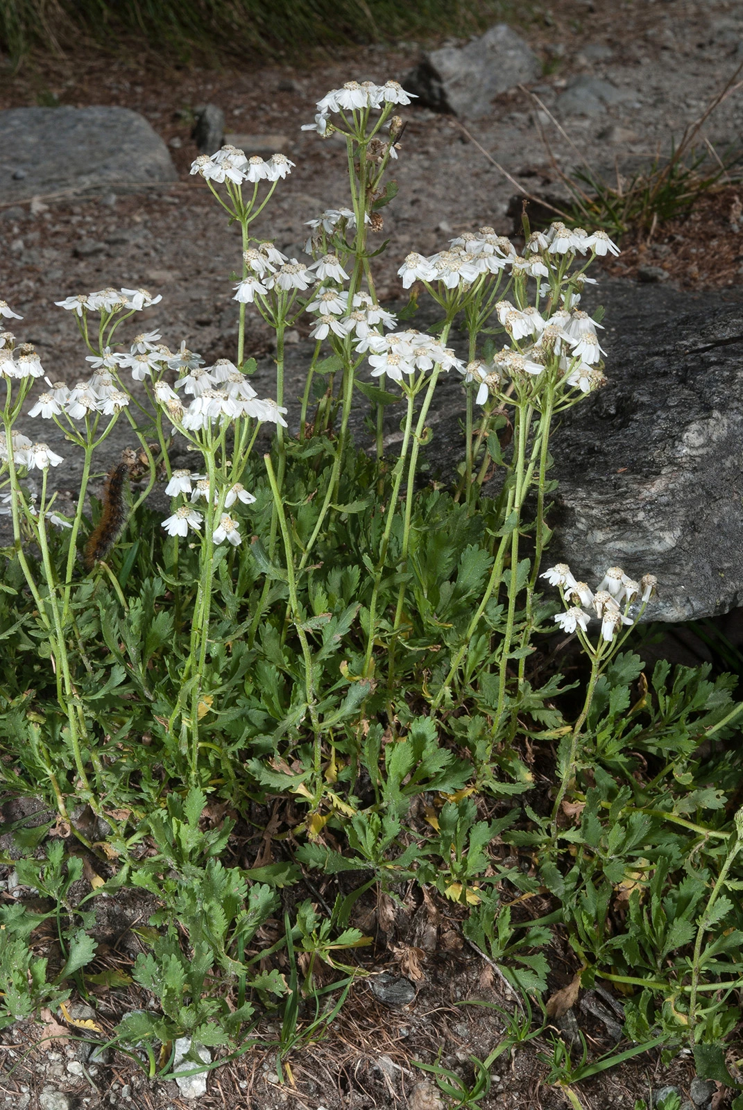 Photo Maurizio Broglio - Achillea erba-rotta